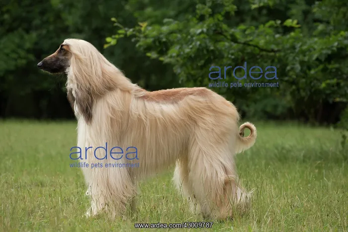 : Dog Afghan Hound : Dog Afghan Hound