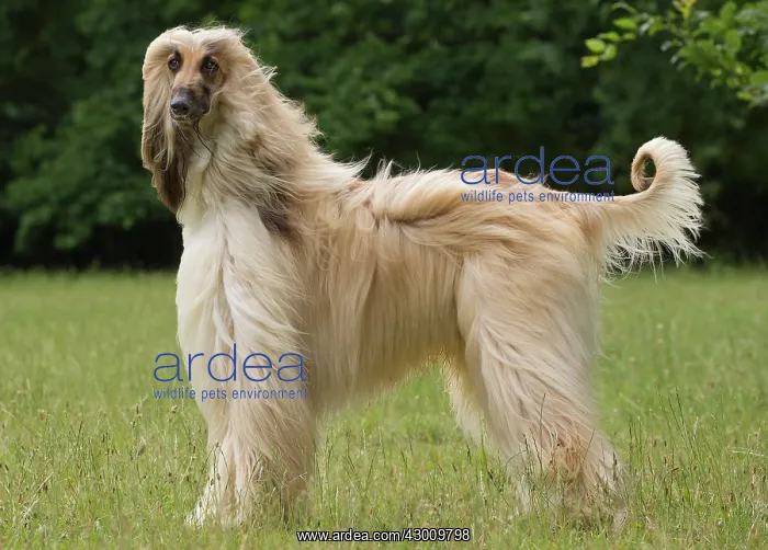 : Dog Afghan Hound : Dog Afghan Hound