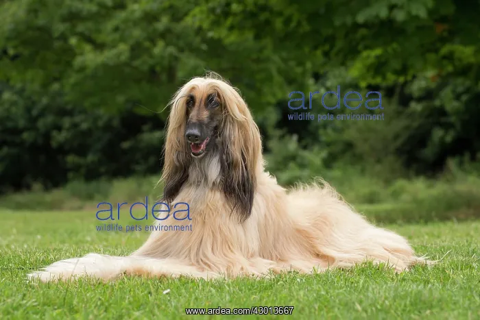 : Dog Afghan Hound : Dog Afghan Hound