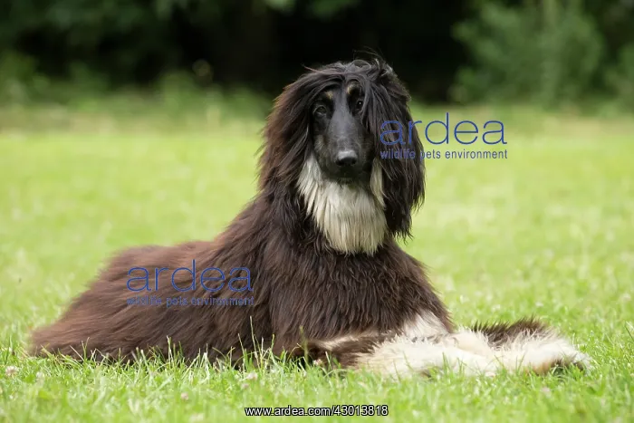 : Dog Afghan Hound : Dog Afghan Hound