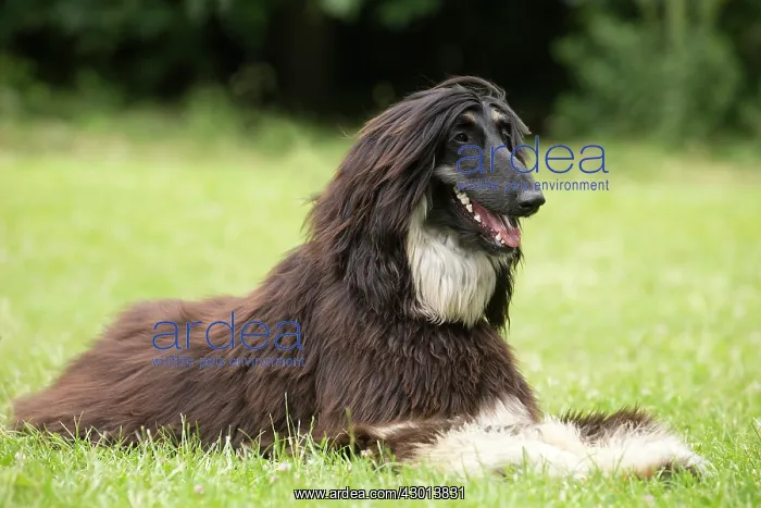 : Dog Afghan Hound : Dog Afghan Hound