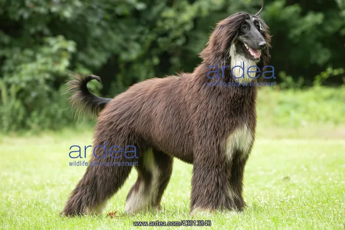 : Dog Afghan Hound : Dog Afghan Hound