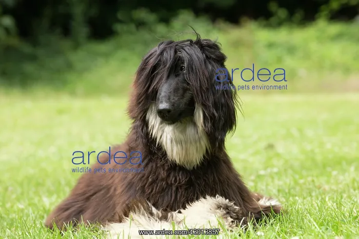 : Dog Afghan Hound : Dog Afghan Hound
