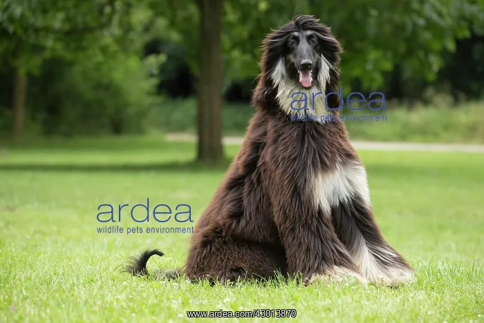 : Dog Afghan Hound : Dog Afghan Hound
