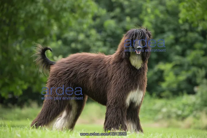 : Dog Afghan Hound : Dog Afghan Hound
