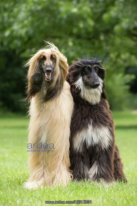 : Dog Afghan Hound : Dog Afghan Hound
