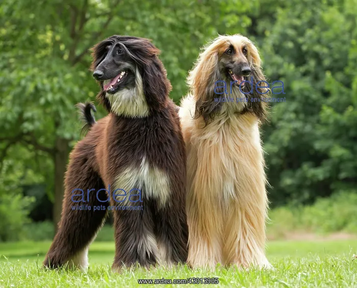 : Dog Afghan Hound : Dog Afghan Hound