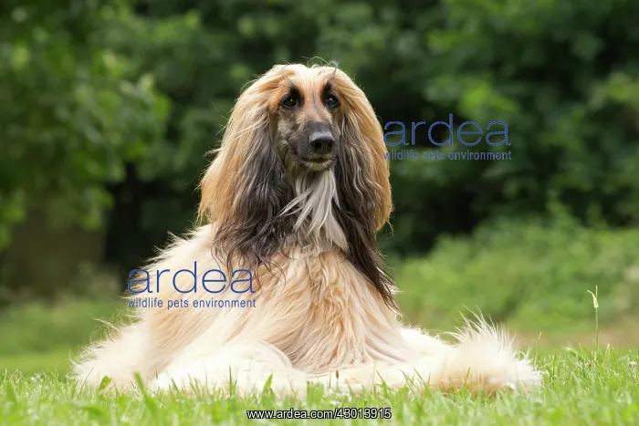 : Dog Afghan Hound : Dog Afghan Hound