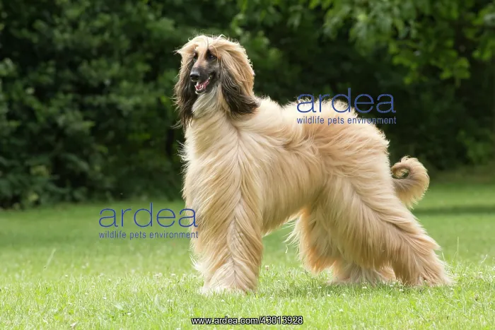 : Dog Afghan Hound : Dog Afghan Hound