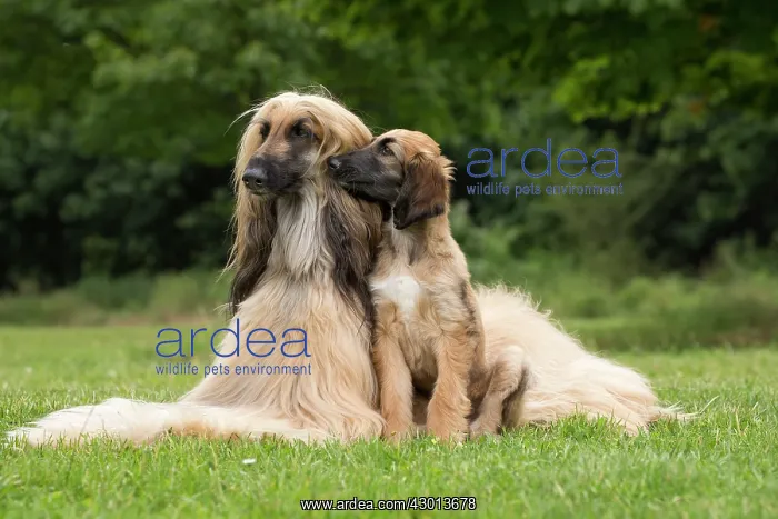 : Dog Afghan Hound adult with young puppy : Dog Afghan Hound adult with young puppy