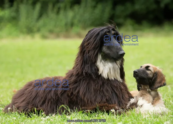 : Dog Afghan Hound adult and young puppy : Dog Afghan Hound adult and young puppy