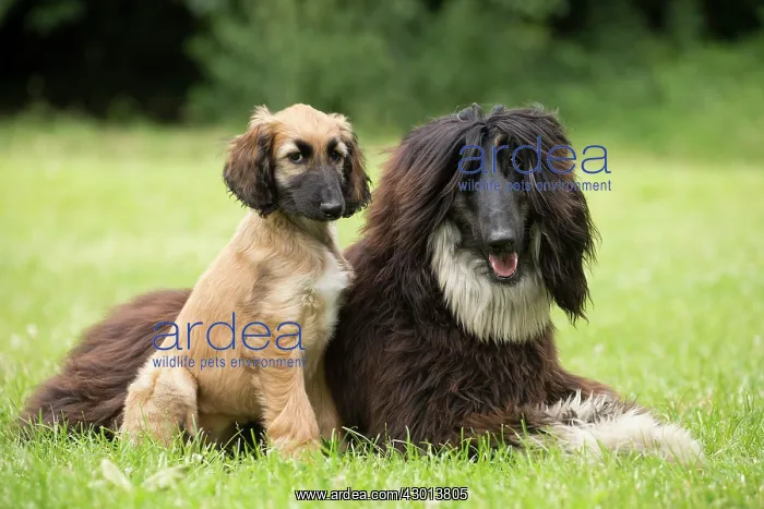 : Dog Afghan Hound adult and young puppy : Dog Afghan Hound adult and young puppy