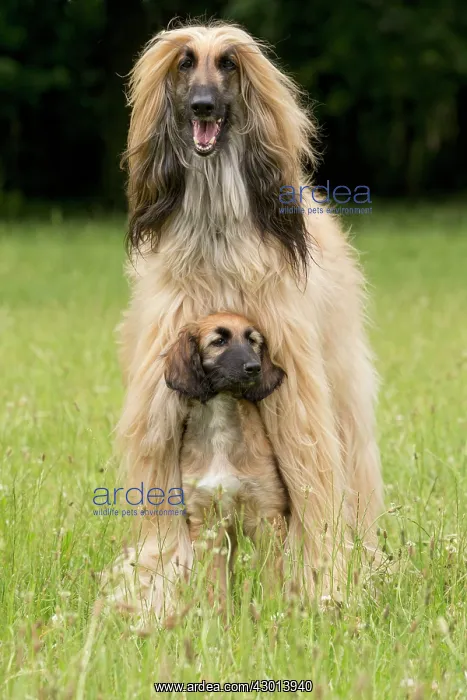 : Dog Afghan Hound adult and young puppy : Dog Afghan Hound adult and young puppy