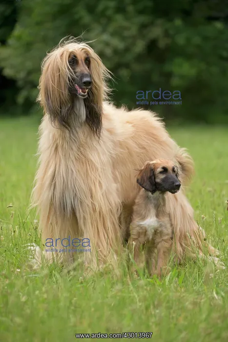  : Dog Afghan Hound adult and young puppy