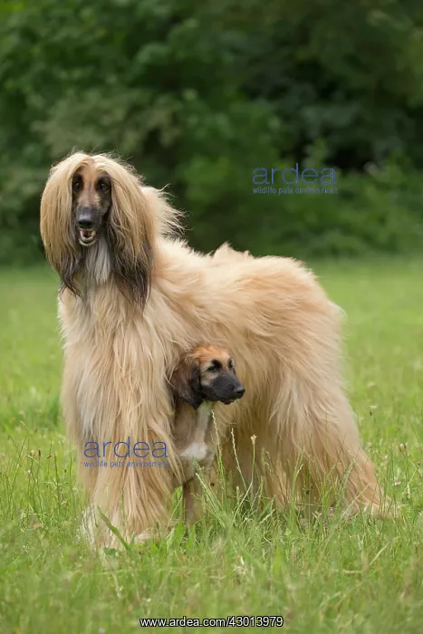 : Dog Afghan Hound adult and young puppy : Dog Afghan Hound adult and young puppy