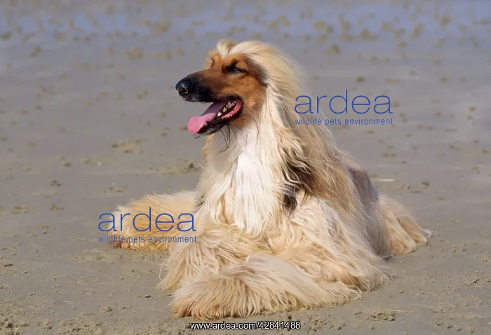  : Dog - Afghan Hound on beach