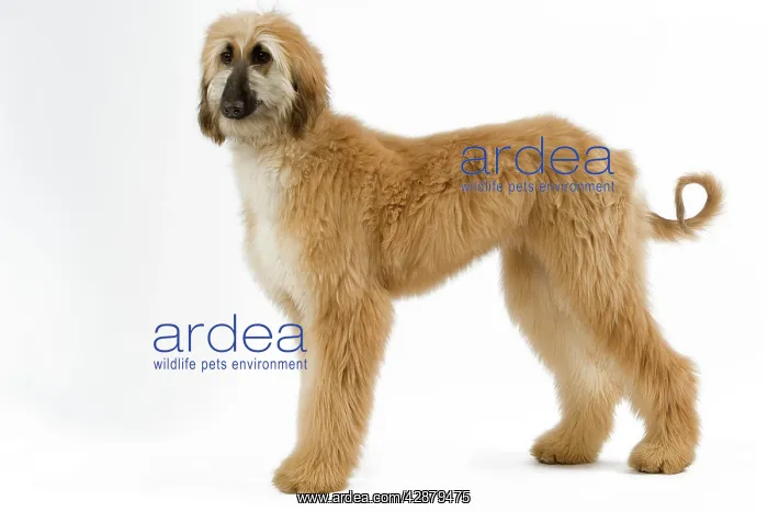  : Dog - Afghan Hound. Also know as Tazi