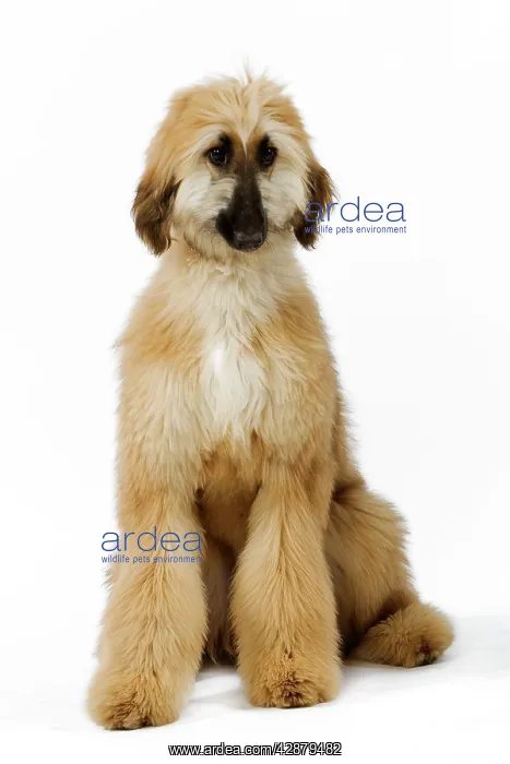  : Dog - Afghan Hound. Also know as Tazi
