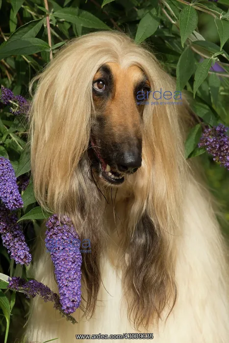: Dog Afghan Hound portrait butterfly bush : Dog Afghan Hound portrait butterfly bush