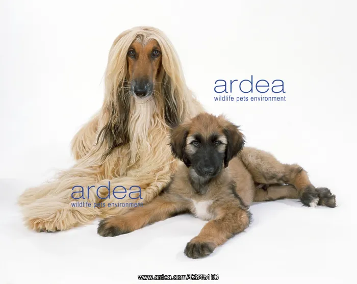 : DOG - Afghan Hound and puppy : DOG - Afghan Hound and puppy