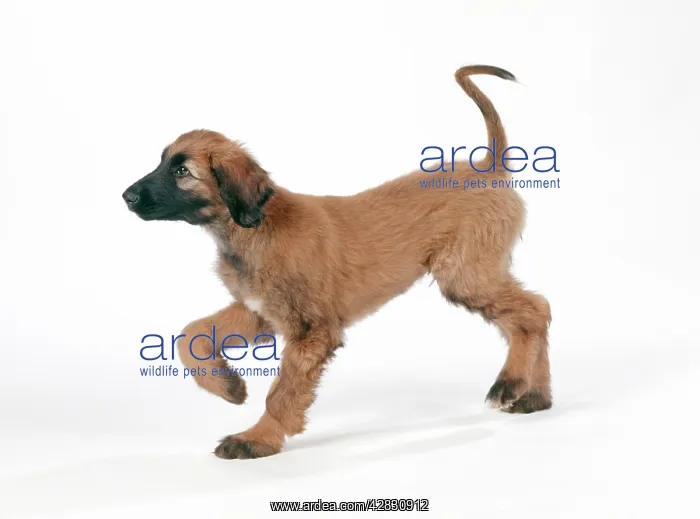 : DOG - Afghan hound puppy, standing : DOG - Afghan hound puppy, standing