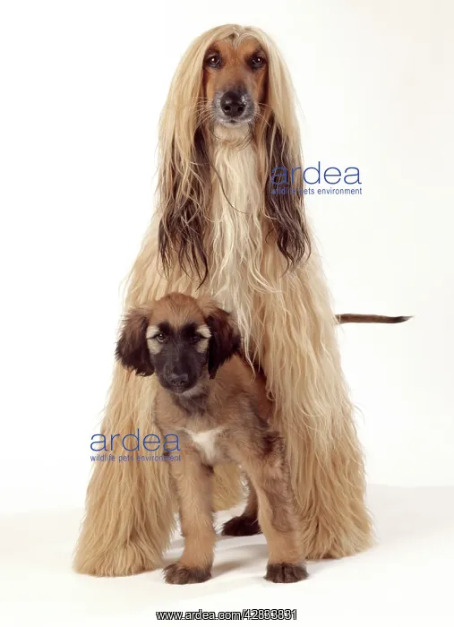 : DOG - Afghan Hound and puppy, studio shot : DOG - Afghan Hound and puppy, studio shot