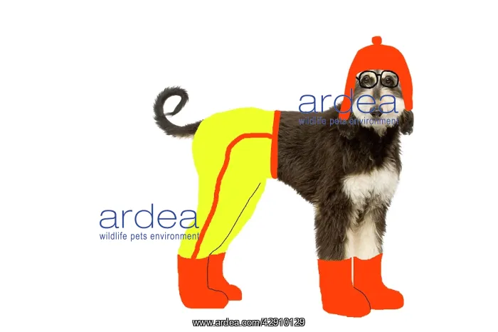 : Dog - Afghan Hound puppy in studio wearing trousers : Dog - Afghan Hound puppy in studio wearing trousers