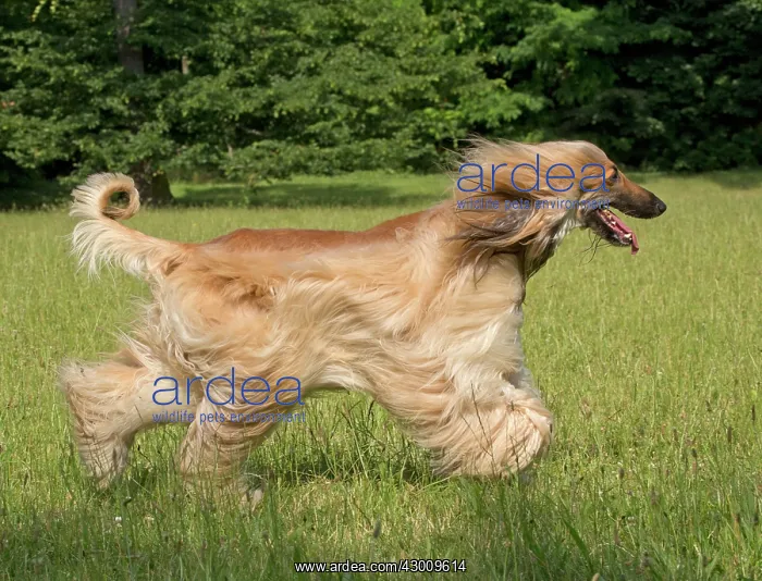  : Dog Afghan Hound running