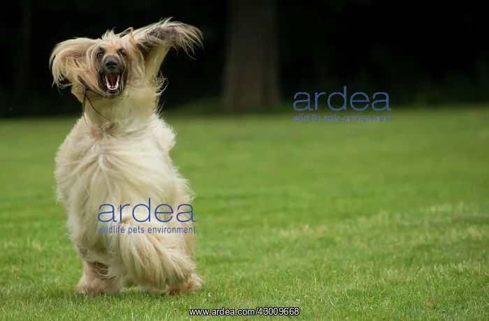  : Dog Afghan Hound running