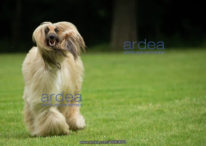  : Dog Afghan Hound running