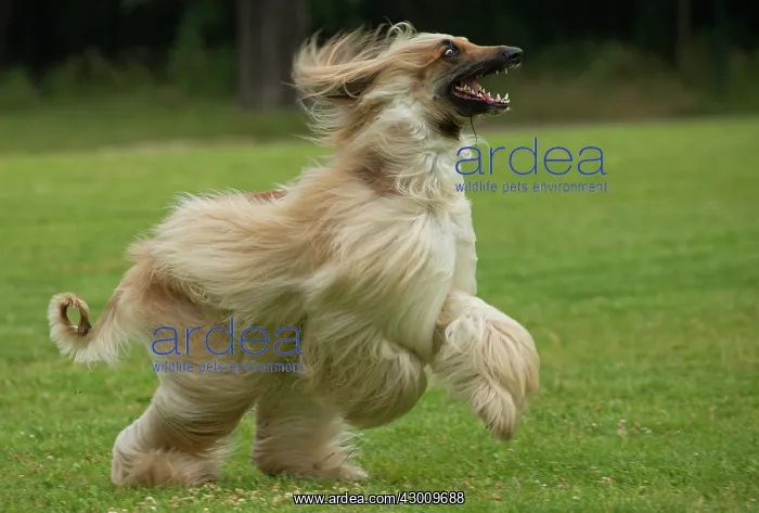  : Dog Afghan Hound running