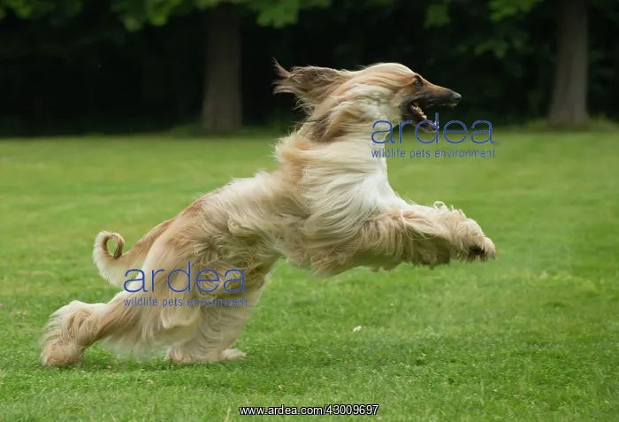  : Dog Afghan Hound running
