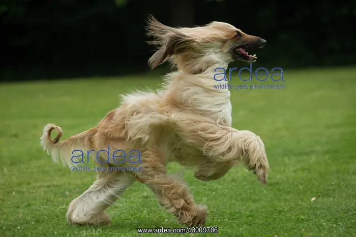  : Dog Afghan Hound running