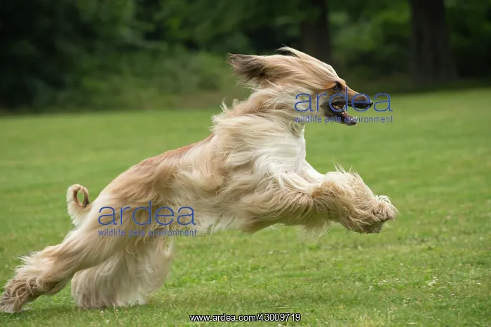  : Dog Afghan Hound running