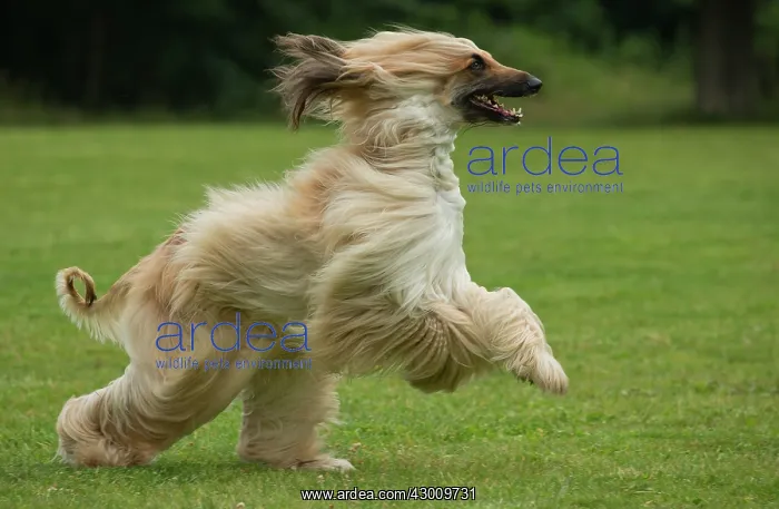  : Dog Afghan Hound running