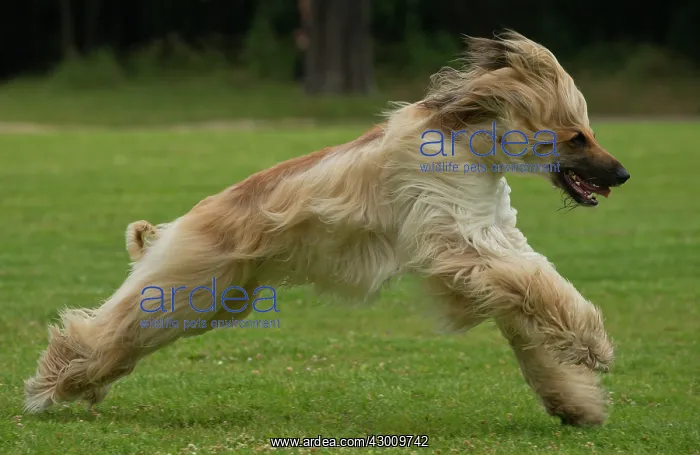 : Dog Afghan Hound running