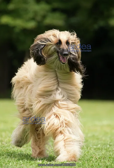  : Dog Afghan Hound running