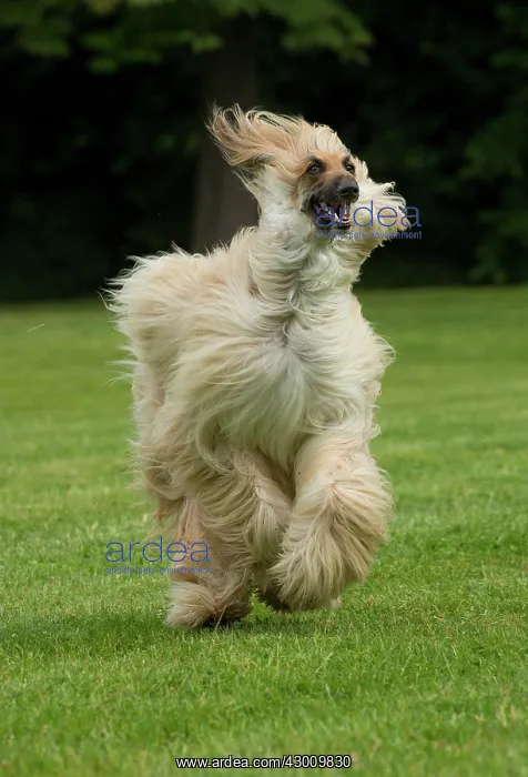  : Dog Afghan Hound running