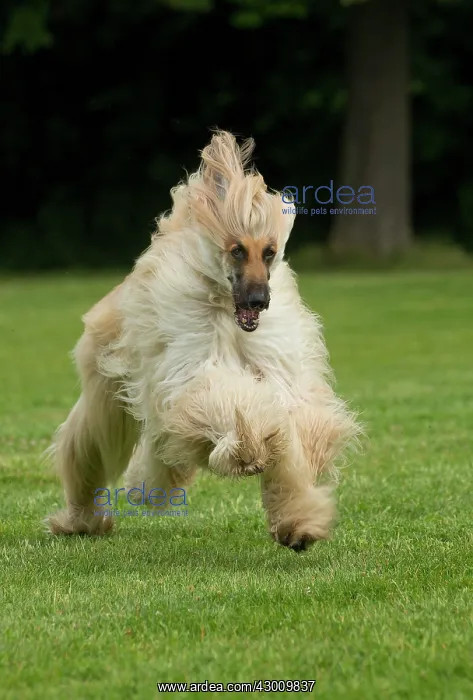  : Dog Afghan Hound running