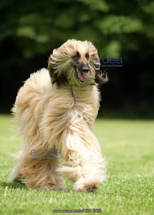  : Dog Afghan Hound running