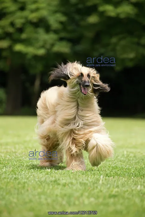  : Dog Afghan Hound running