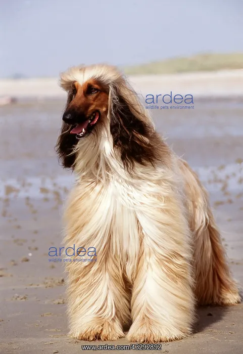 : DOG - AFGHAN HOUND - STANDING ON BEACH : DOG - AFGHAN HOUND - STANDING ON BEACH