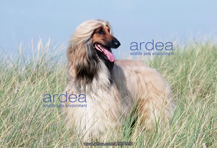 : DOG - AFGHAN HOUND STANDING IN GRASS : DOG - AFGHAN HOUND STANDING IN GRASS