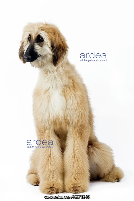 : Dog - Afghan Hound  /  Tazi