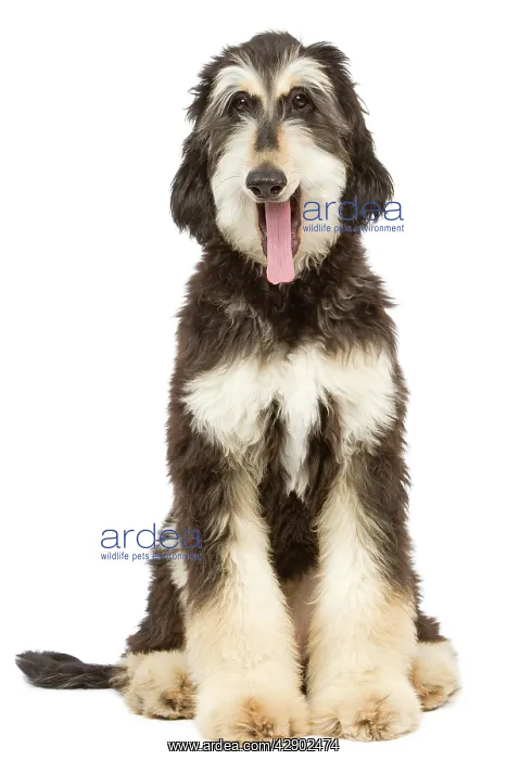 : Dog - Afghan Hound - yawning : Dog - Afghan Hound - yawning