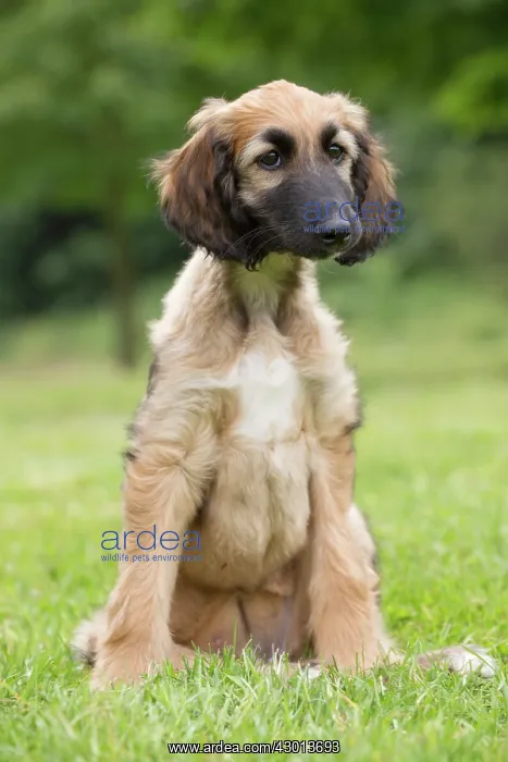 : Dog Afghan Hound young puppy : Dog Afghan Hound young puppy