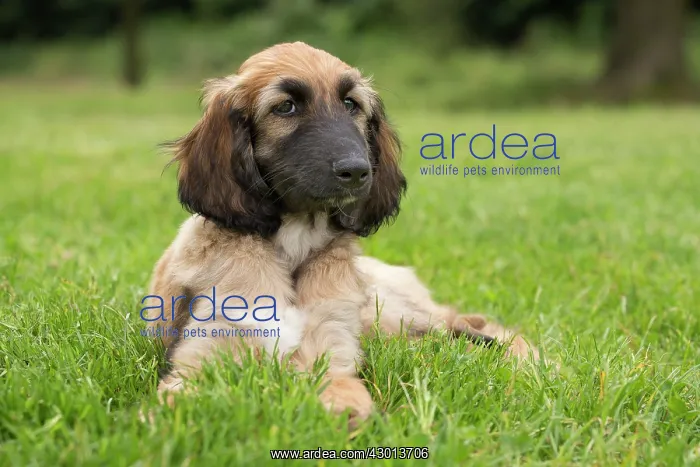 : Dog Afghan Hound young puppy : Dog Afghan Hound young puppy