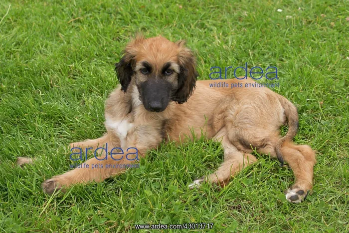  : Dog Afghan Hound young puppy