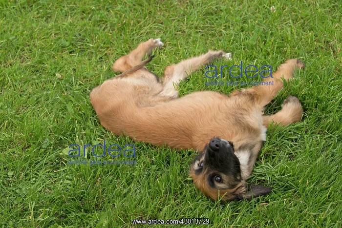 : Dog Afghan Hound young puppy : Dog Afghan Hound young puppy