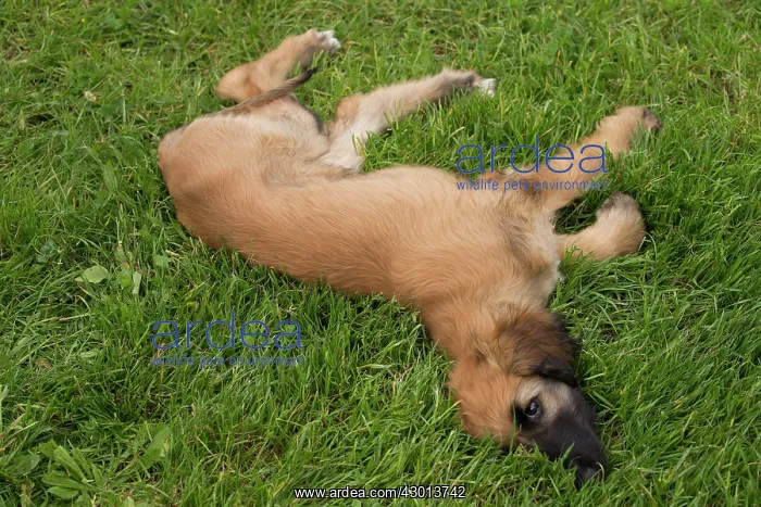 : Dog Afghan Hound young puppy : Dog Afghan Hound young puppy